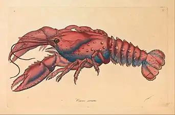 Plate 8 from Zoology of New Holland by George Shaw