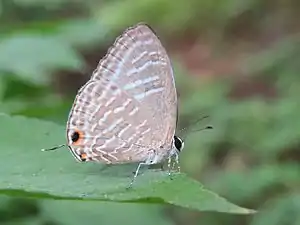 Ventral view