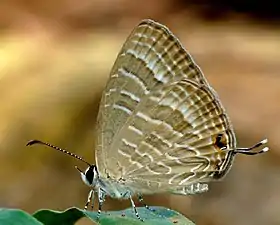 Ventral view (dry-season form)