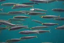 A swimming school of Sardinops sagax