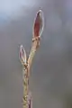 A bud in early spring