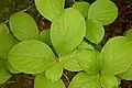 Foliage closeup