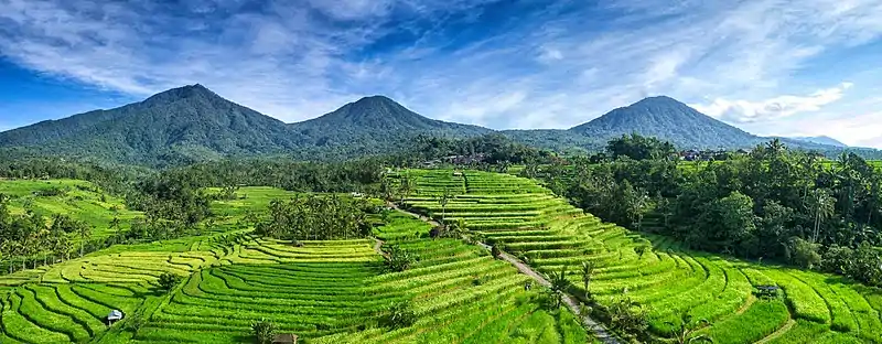 Jatiluwih Rice Terraces