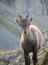 Image 40Young alpine ibex. When fully grown the horns of this male will be about one metre wide. (from Alps)