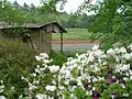 Spring flowers on a farm.