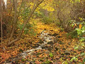 Garden Springs Creek in Autumn