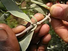 Female flower