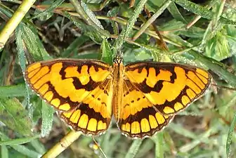 Dorsal view