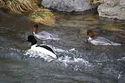 Couple and single female on the Jona in Switzerland