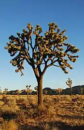 Yucca brevifolia (Joshua tree)