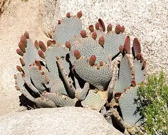 Buds, in Joshua Tree National Park