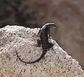 Adult, Joshua Tree National Park