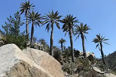 J. chilensis growing in habitat in Palmar El Salto, Viña del Mar