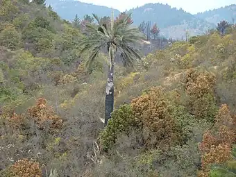 J. chilensis growing in habitat in Palmar El Salto, Viña del Mar