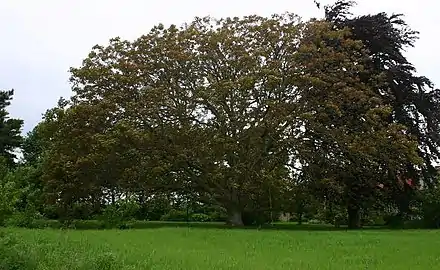 Mature tree