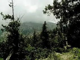 Juniper trees on a slope of a hill in a foggy day