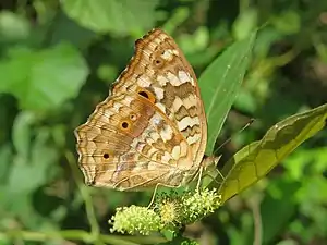 Ventral view (wet-season form)