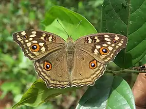 Dorsal view (wet-season form)