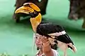 Great hornbill