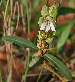 Justicia trinervia in Talakona Forest, in Chittoor District of Andhra Pradesh, India