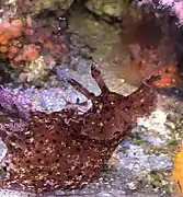 Juvenile on display at Birch Aquarium in San Diego, California