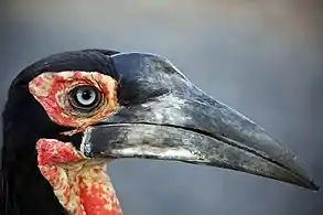 Head of an immature bird