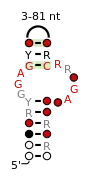 A consensus secondary structure and primary sequence for the kink-turn RNA motif.