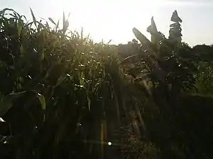 K.Pudur Village Corn plants