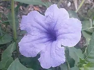 K.Pudur Village slateblue Flower