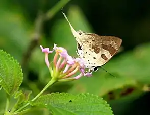 Ventral view