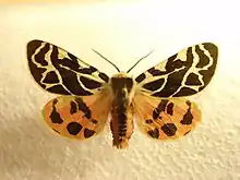 Photograph of the moth with brown patterns on a background of yellow on the top wing and orange on the bottom wing