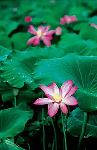 Waterlilies - Lotus Flower - Kakadu National Park 2007