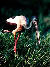 Jabiru - Kakadu National Park Tourism NT