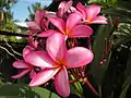 pink frangipani  (Plumeria or kalachuchi in Visayan)