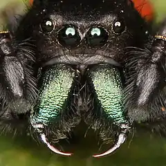 Image 8The fangs in spiders' chelicerae are so sclerotised as to be greatly hardened and darkened (from Arthropod exoskeleton)