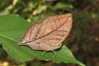 Ventral view