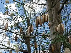 Twigs laden with dehiscent fruit showing kapok