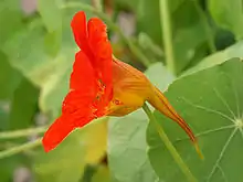 Flower showing nectar spur