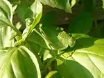 Bright green katydid has the colour of fresh vegetation.