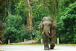 Elephant at Khao Yai National Park