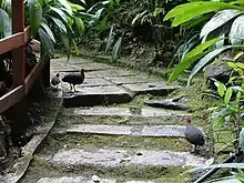 Three crimson-headed partridges along a paved path with vegetation next to it