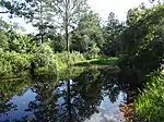 Wetland scenery with some trees