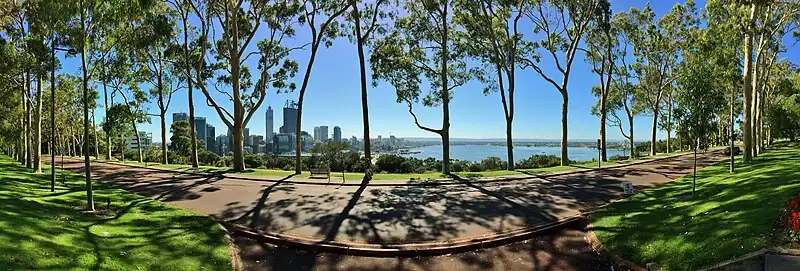 Panorama of Lemon scented gums (Corymbia citriodora) along Fraser Avenue, Kings Park