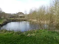 Kintbury Newt Ponds