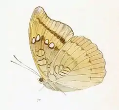 Ventral view