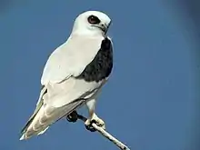 a grey-white bird of prey perched against a blue sky background