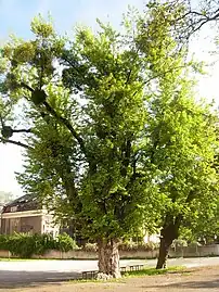 First silver maple, Bydgoszcz Natural monument