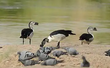 knob-billed duck at edge of lake near Jodhpur, Rajasthan, India, feeding alongside feral pigeons.