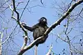 Dusky leaf monkey - Ko Tarutao