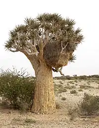 Sociable Weaver (Philetairus socius) nest in a Quiver tree. Northern Cape, South Africa.